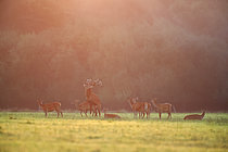 Biosphoto | 2610054 | Mating of red deer (Cervus elaphus) in the 