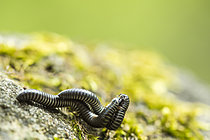 Biosphoto | 2621337 | Mating parade of the black millipede (Tachypodoiulus niger), Cévennes National Park, France. | &copy; Philippe Lebeaux / Biosphoto