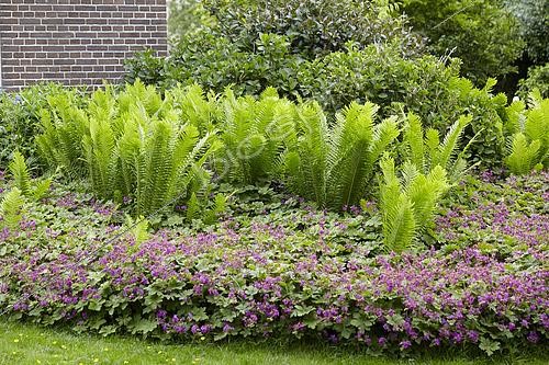 Biosphoto | 2568535 | Matteuccia struthiopteris et géranium vivace | &copy; VisionsPictures & Photography / Visions Pictures / Biosphoto