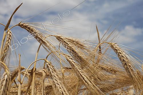 Biosphoto | 2576250 | Mature six-row barley, France | &copy; Claudius Thiriet / Biosphoto