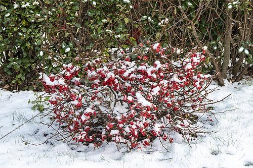 Biosphoto | 2442529 | Maule's quince (Chaenomeles japonica) in bloom under the snow, Pas de Calais, France | &copy; Yann Avril / Biosphoto