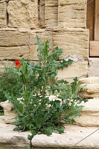 Biosphoto | 613361 | Mauvaise herbe poussant dans l'escalier d'une maison | &copy; Lilo / Green Eye / Biosphoto