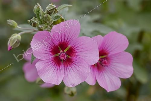 Biosphoto | 2548747 | Mauve du Cap (Anisodontea capensis) 'El Rayo' | &copy; Marie Aymerez / Biosphoto
