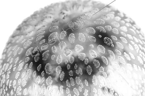 Biosphoto | 2010397 | Mauve Stinger Jellyfish on white inspiration Gyotaku  ; It is inspired in GYOTAKU. This is traditional method of Japanese fish printing, dating from the mid-1800s. It was used by fishermen to record their catches, but has also become an art form on its own. I've tried to apply it in photography. I think It’s a beautiful relation about underwater photo, the sea, art and fisherman history.  | &copy; Sergi Garcia Fernandez / Biosphoto