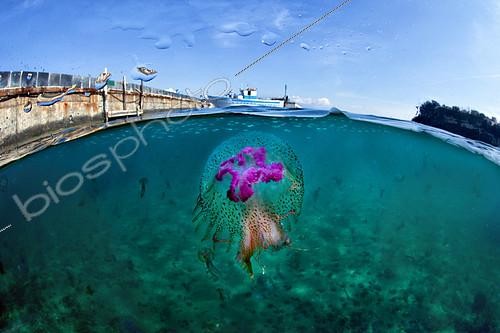 Biosphoto | 2118788 | Mauve stinger jellyfish (Pelagia noctiluca) on the surface, Tyrrhenian Sea | &copy; Pasquale Vassallo / Biosphoto