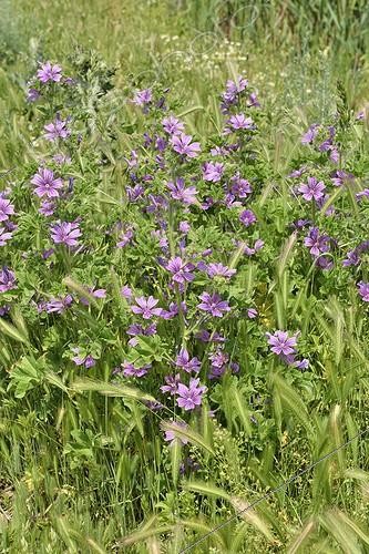 Biosphoto | 2048527 | Mauve sylvestre en fleurs - France | &copy; Claude Balcaen / Biosphoto