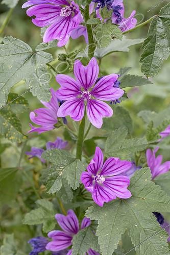 Biosphoto | 2550979 | Mauve sylvestre (Malva sylvestris) fleurie en hiver, Gard, France | &copy; Marie Aymerez / Biosphoto