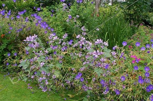 Biosphoto | 27804 | Mauve sylvestre  Marina  Jardin de Plantbessin France | &copy; Frédéric Didillon / Biosphoto