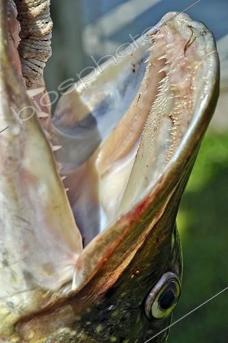 Biosphoto | 2036330 | Maw very old Northern Pike fishing in Lake Geneva ; Height: 1.50 m  | &copy; Jean-Philippe Delobelle / Biosphoto