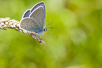 Biosphoto | 2609930 | Mazarine Blue (Cyaniris semiargus) male reverse side. Serra do Courel, Lugo, Galicia, Spain, Europe. | &copy; Siro Moya / Biosphoto