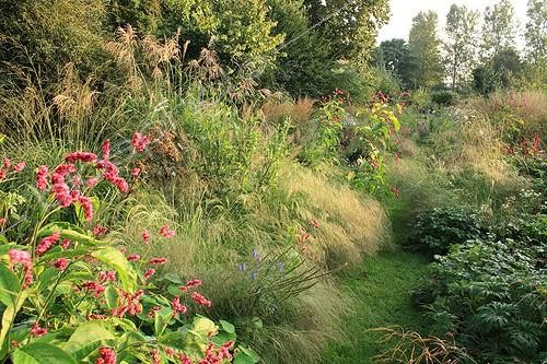 Biosphoto | 754175 | Meadow full of flowers leading to the orchard France ; We fing : Polygonum (pink flowers) ;  edging : Weeping Lovegrass. To the left : Molinia 'Windspiel' and  Purple japanese silver grass. To the right of the edging path, geranium and Moutain Fleece | &copy; Hervé Lenain / Biosphoto