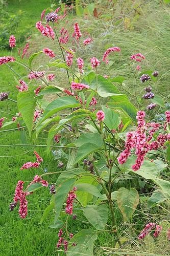 Biosphoto | 754179 | Meadow full of flowers leading to the orchard France ; Vervain 'Fideline' | &copy; Hervé Lenain / Biosphoto