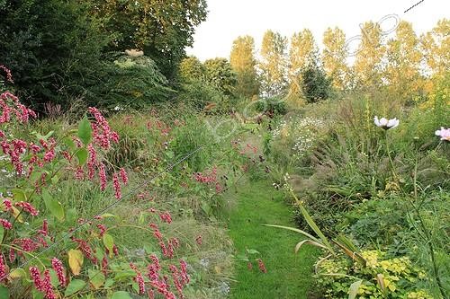 Biosphoto | 754182 | Meadow full of flowers leading to the orchard France ; We fing : Polygonum (pink flowers) ;  edging : Weeping Lovegrass. To the left : Molinia 'Windspiel' and  Purple japanese silver grass. To the right of the edging path, geranium and Oragano. | &copy; Hervé Lenain / Biosphoto