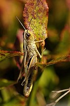 Biosphoto | 1254408 | Meadow Grasshopper Ballons Comtois NR Vosges France | &copy; Denis Bringard / Biosphoto