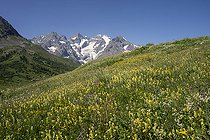 Biosphoto | 2588010 | Meadow in bloom at an altitude of 2000 metres in summer, with the snow-capped mountains of the Massif des Ecrins in the background, seen from the Col du Lautaret, in Villar-d'Arene, France. | &copy; Antoine Boureau / Biosphoto