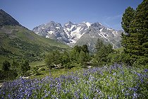 Biosphoto | 2588014 | Meadow in bloom at an altitude of 2100 metres in summer, with the snow-capped mountains of the Massif des Ecrins in the background, as seen from the Lautaret garden in Villar-d'Arene, France. | &copy; Antoine Boureau / Biosphoto