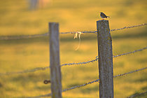 Biosphoto | 2621608 | Meadow Pipit (Anthus pratensis) on a wooden fence post in a coastal marsh meadow, Normandy, France. | &copy; Christophe Perelle / Biosphoto