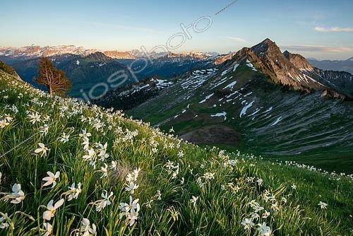 Biosphoto | 2464636 | Meadow with white daffodils (Narcissus radiiflorus) on a hillside, background mountains, Canton Fribourg, Switzerland, Europe | &copy; Manfred Stutz / imageBROKER / Biosphoto