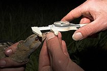 Biosphoto | 167646 | Measurement of the head of a male Corncrake France | &copy; Christophe Perelle / Biosphoto