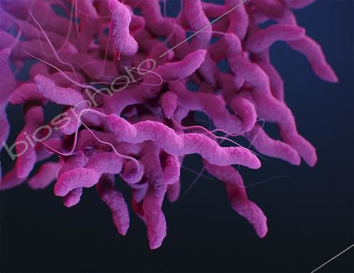 Biosphoto | 2475462 | Medical illustration of drug-resistant, Campylobacter sp. bacteria. | &copy; Stocktrek Images / Biosphoto