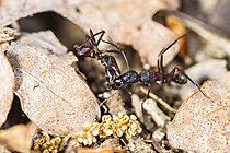 Biosphoto | 2621302 | Mediterranean ant (Camponotus cruentatus) worker carrying a dead ant back to the nest, Cévennes National Park, France. | &copy; Philippe Lebeaux / Biosphoto