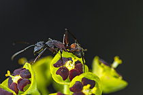 Biosphoto | 2621309 | Mediterranean ant (Camponotus cruentatus) worker on a spurge, Cévennes National Park, France. | &copy; Philippe Lebeaux / Biosphoto