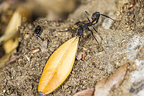 Biosphoto | 2621312 | Mediterranean ant (Camponotus cruentatus) worker carrying a boxwood leaf, Cévennes National Park, France. | &copy; Philippe Lebeaux / Biosphoto