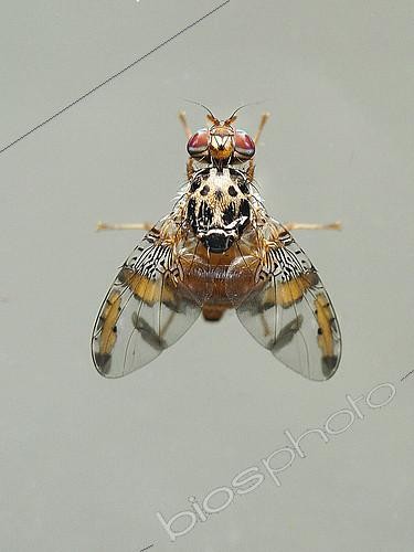 Biosphoto | 2172404 | Mediterranean fruit Fly (Ceratis capitata) emerged from an orange. | &copy; Jean Lecomte / Biosphoto