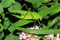 Biosphoto | 2609939 | Mediterranean katydid (Phaneroptera nana), Isere, France | &copy; Jean-François Noblet / Biosphoto
