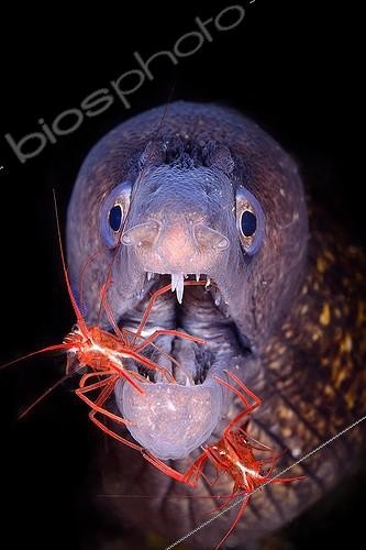 Biosphoto | 2009907 | Mediterranean moray and shrimp in the Mediterranean sea | &copy; Sergi Garcia Fernandez / Biosphoto