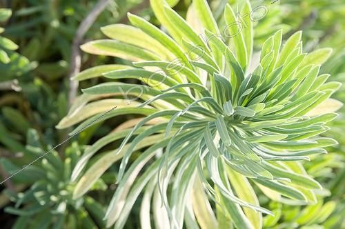 Biosphoto | 2034166 | Mediterranean spurge in a mediterranean garden ; Euphorbia characias subsp. wulfenii | &copy; Marc Chatelain / Biosphoto