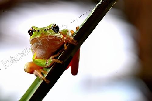 Biosphoto | 2613560 | Mediterranean treefrog (Hyla meridionalis), Ouarzazate region. Morocco | &copy; Daniel Heuclin / Biosphoto