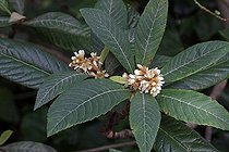 Biosphoto | 1249222 | Medlar common flower in a garden in autumn Var France | &copy; Pascal Pittorino / Biosphoto