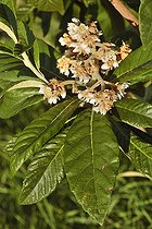 Biosphoto | 164479 | Medlar tree in flower in autumn Vaucluse France | &copy; Pierre Huguet-Dubief / Biosphoto