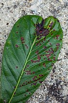 Biosphoto | 892188 | Medlar tree leaf studded with black spots of scab  | &copy; Philippe Giraud / Biosphoto