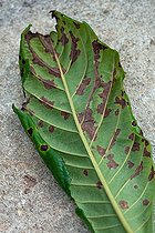 Biosphoto | 892191 | Medlar tree leaf studded with black spots of scab  | &copy; Philippe Giraud / Biosphoto