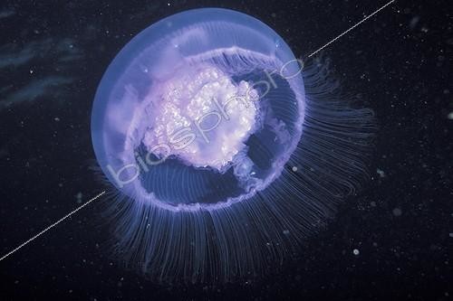 Biosphoto | 45211 | Méduse aurelia aurite sous l'eau Méditerranéee | &copy; Yvette Tavernier / Biosphoto