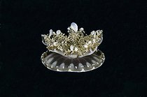 Biosphoto | 2561108 | Méduse Cassiopée (Cassiopeia andromeda), site de plongée Kobe Reef, Weda, Halmahera, North Maluku, Indonésie, mer d'Halmahera | &copy; Colin Marshall / Biosphoto