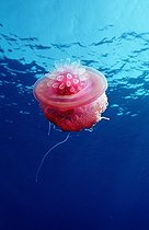 Biosphoto | 318470 | Méduse couronne nageant dans la Mer Rouge Egypte | &copy; Reinhard Dirscherl / Biosphoto