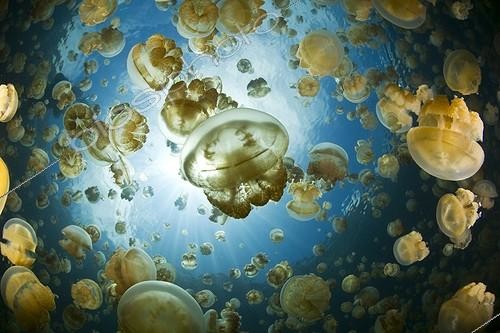 Biosphoto | 1267712 | Méduse ; Jellyfish Lake with endemic stingless Jellyfishes, Jellyfish Lake, Micronesia, Palau | &copy; Ethan Daniels / WaterFrame / Biosphoto