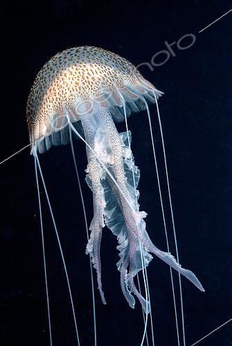 Biosphoto | 2148826 | Méduse pélagie (Pelagia noctiluca) sur fond noir, Mer Méditerranée. | &copy; Jean-Michel Mille / Biosphoto