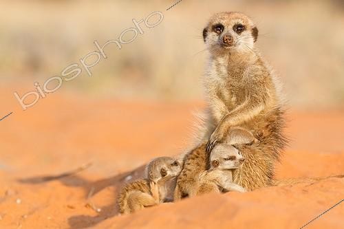 Biosphoto | 2047967 | Meerkat babysitting - Kalahari South Africa | &copy; Robin Hoskyns / Biosphoto