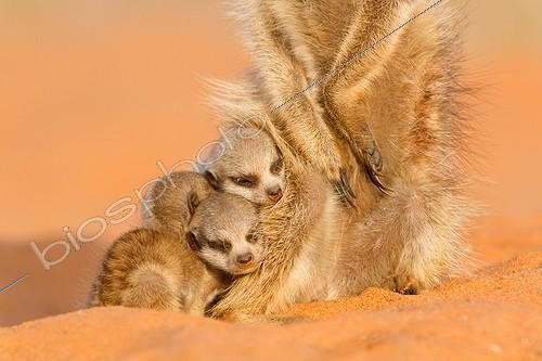 Biosphoto | 2047968 | Meerkat babysitting - Kalahari South Africa | &copy; Robin Hoskyns / Biosphoto