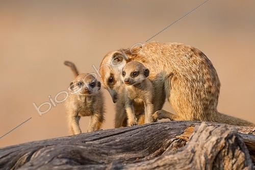 Biosphoto | 2047981 | Meerkat babysitting pups - Kalahari South Africa | &copy; Robin Hoskyns / Biosphoto