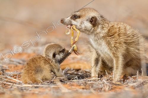 Biosphoto | 2047987 | Meerkat feeding a pup - Kalahari South Africa ; Meerkat feeding a dead scorpion to a young Meerkat pup | &copy; Robin Hoskyns / Biosphoto