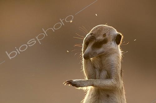 Biosphoto | 2048014 | Meerkat getting distracted by flies - Kalahari South Africa | &copy; Robin Hoskyns / Biosphoto