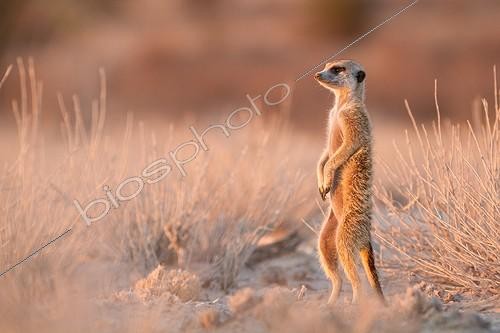 Biosphoto | 2047936 | Meerkat keeping vigilant at dawn - Kalahari South Africa | &copy; Robin Hoskyns / Biosphoto