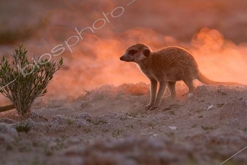 Biosphoto | 2047950 | Meerkat looks up from digging - Kalahari South Africa | &copy; Robin Hoskyns / Biosphoto