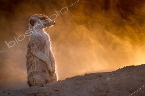 Biosphoto | 2047953 | Meerkat looks up from digging - Kalahari South Africa ; The setting sun makes the dust kicked up by a digging Meerkat glow gold. | &copy; Robin Hoskyns / Biosphoto