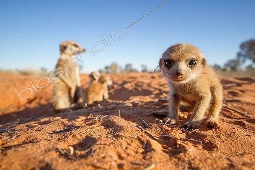 Biosphoto | 2047959 | Meerkat pup with the babysitter - Kalahari South Africa ; Meerkat pup with the babysitter in the background. | &copy; Robin Hoskyns / Biosphoto